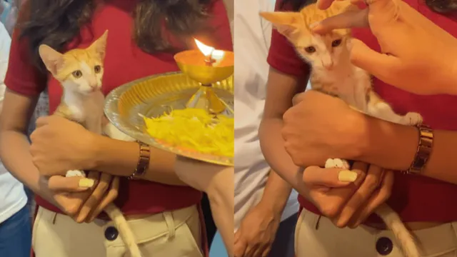 skincare-company-throws-wholesome-naamkaran-ceremony-for-rescued-kitten-viral-video-wins-animal-lovers